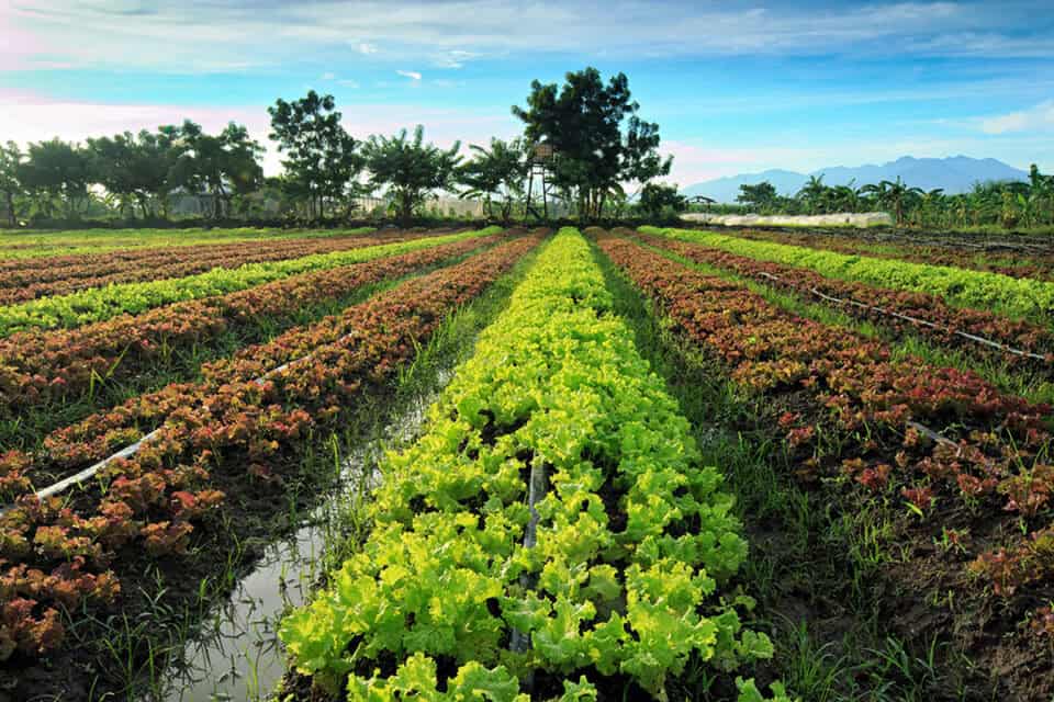 Organic Certification Processes in West Africa FI