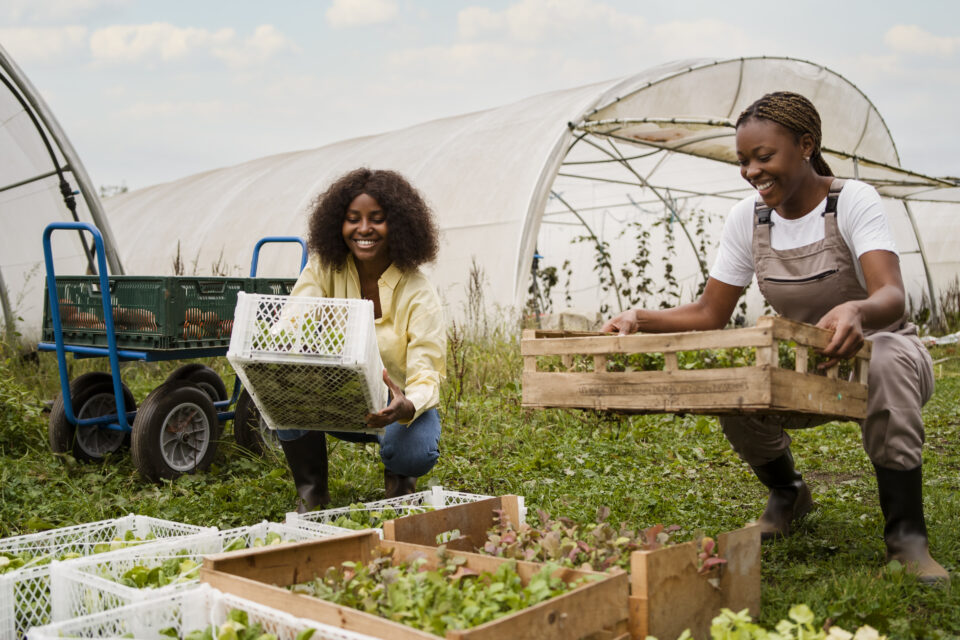 Organic Farming on West African Economies